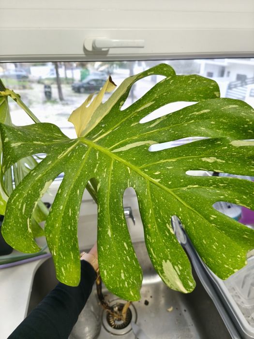 Planta - cutting  monstera Thai