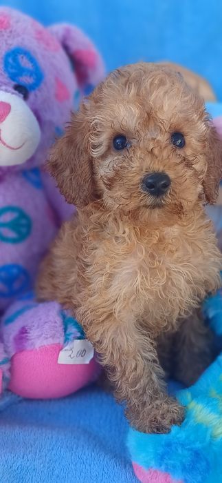 Мілашка,кучеряшка-тойПудель.