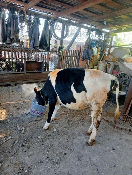Продам теличку від доброї корови