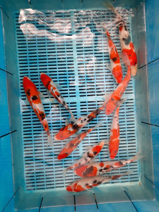 Японские карпы кои