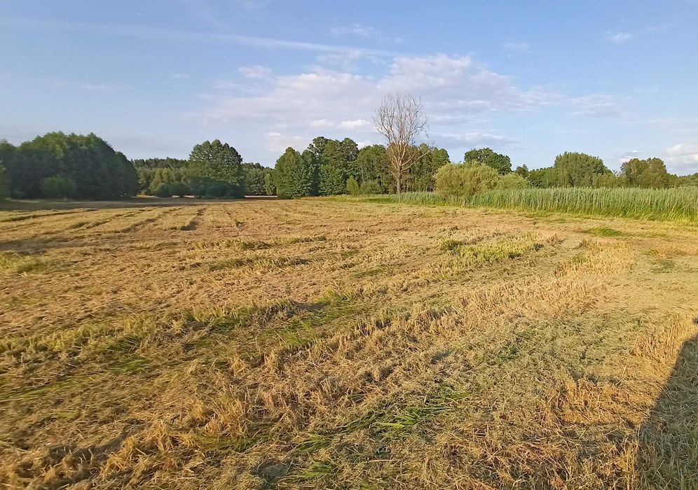 Działka pod zabudowę - Ojrzeń - Widok 2