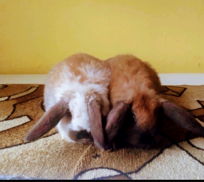 Продам молодняк Французький баран