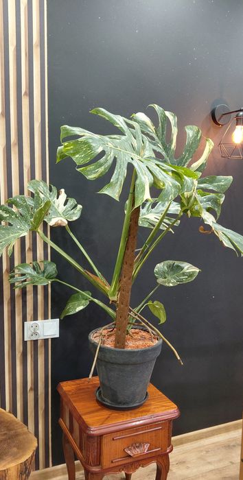 Piękna duża Monstera thai constellation