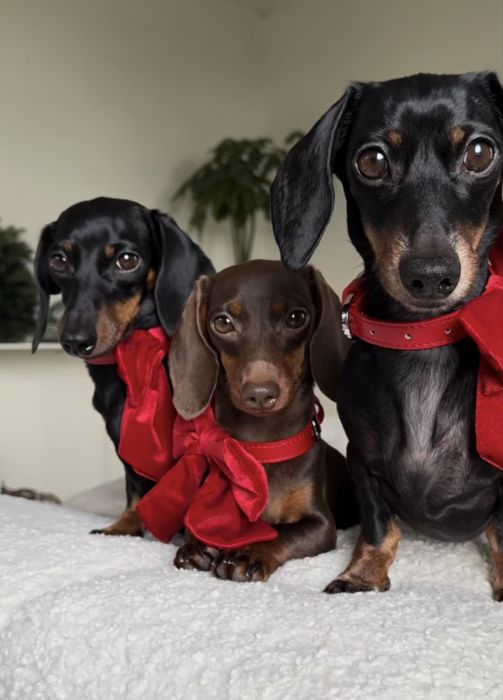 Такса щенки шоколадки