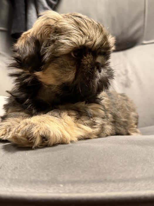 Shih Tzu brązowy maly facet