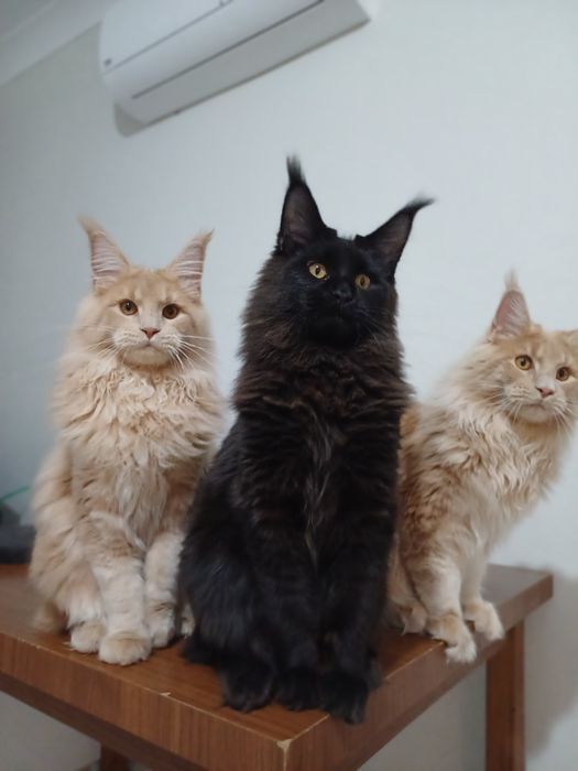 Продам котят мейкуна