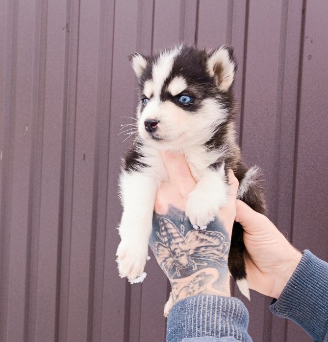 Маю чистокровні .