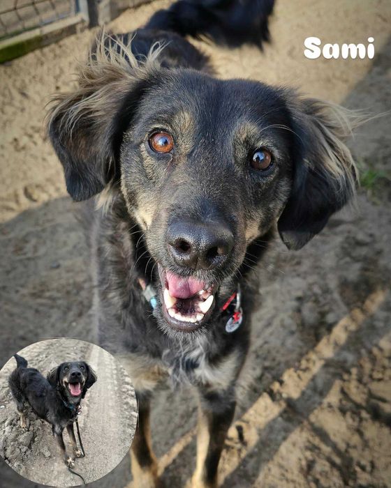 Sami super energiczny młodziak do adopcji