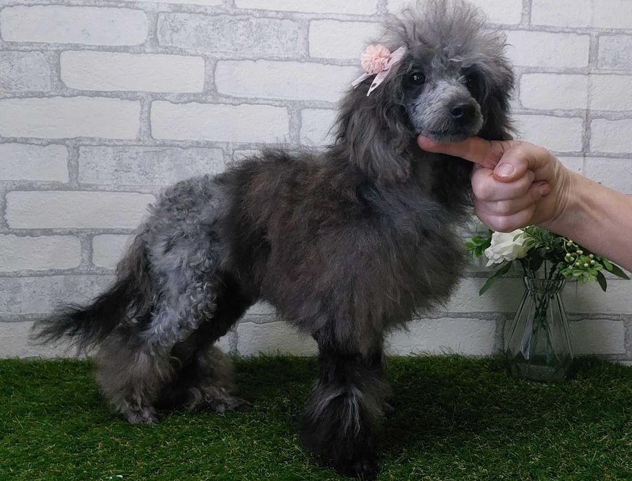 Мраморная (МЕРЛЕ) девочка пудель