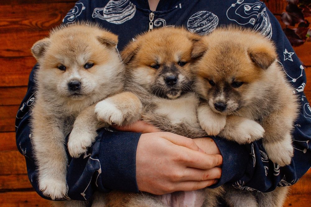 Цуценята акіта іну,  японська акіта