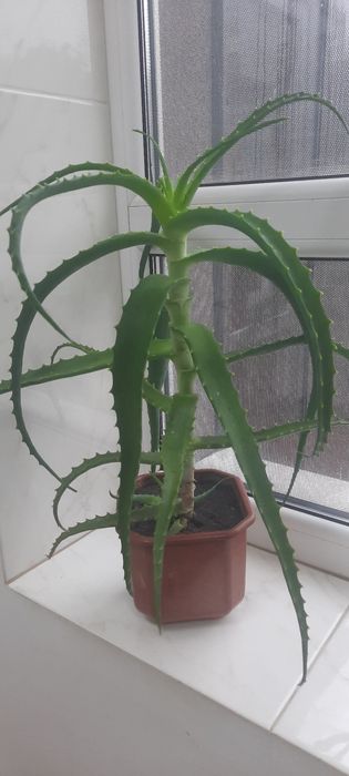 Вазон алоє  5 років