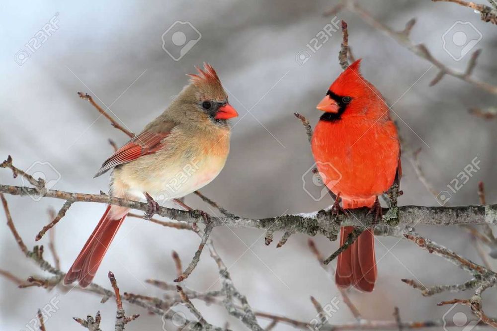 Casal de Cardeais do norte
