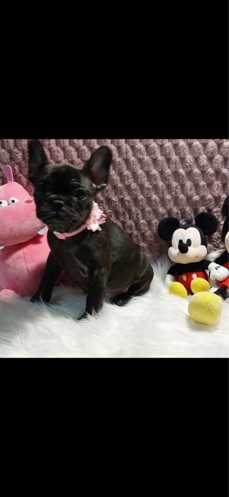 Bulldog francês bebé