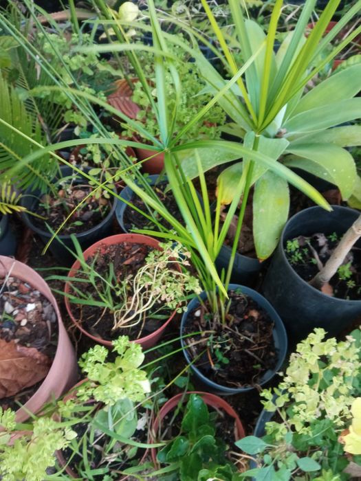 Vendo várias plantas