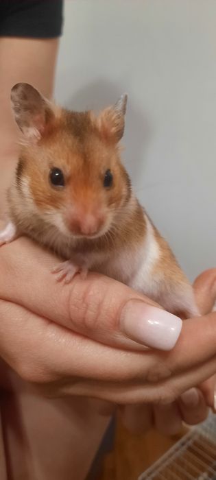 Chomiki syryjskie