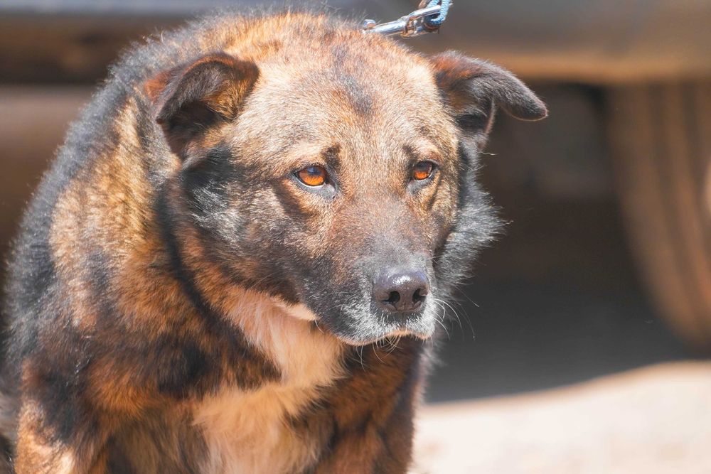 Tadek - mega fajny pies szuka domu