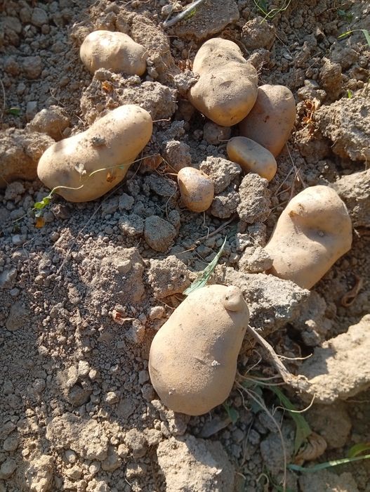 Batata agria amarela