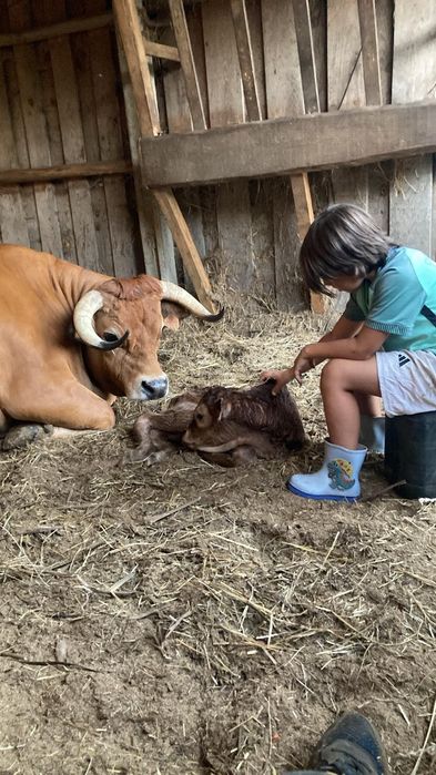 Poldra anglo-arabe 14 meses