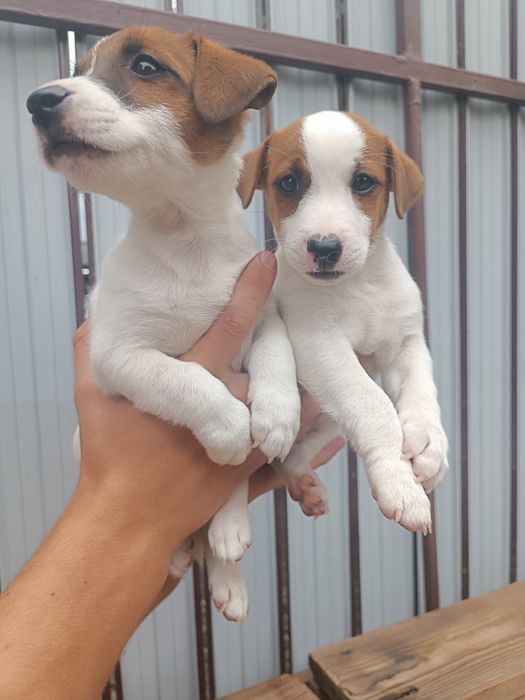 Одесски Джеки для Вас !