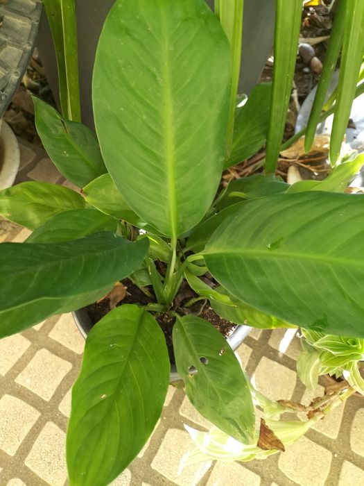 Planta Bela e verdejante