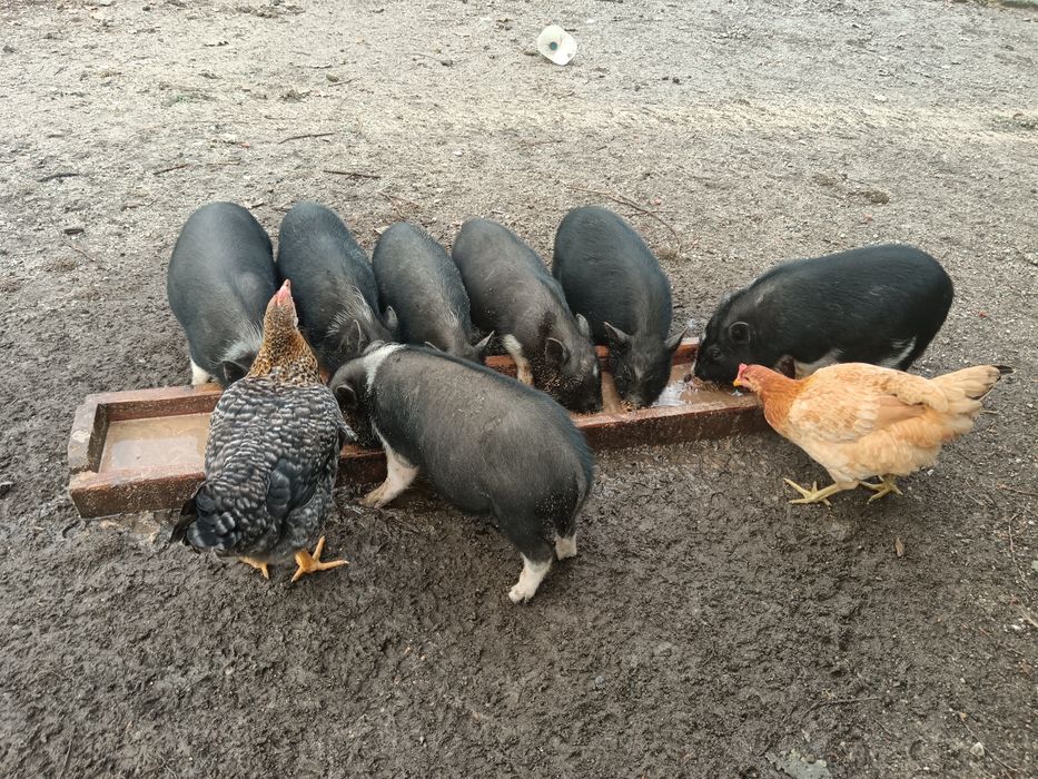 Leitões vietnamitas