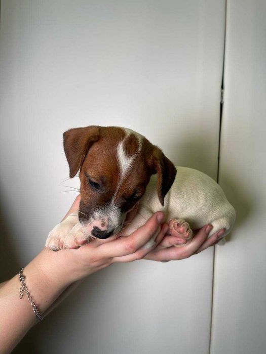 Цуценята Джек Рассел, собачка Джек, веселі цуценята