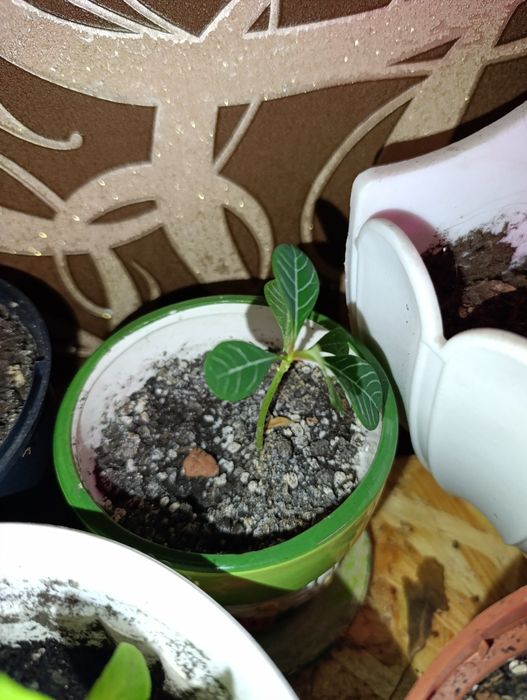 Гібіскус кімнатний, молочай біложилковий, хлорофітум чубатий.