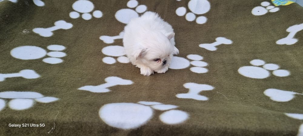 Pequinês macho branco