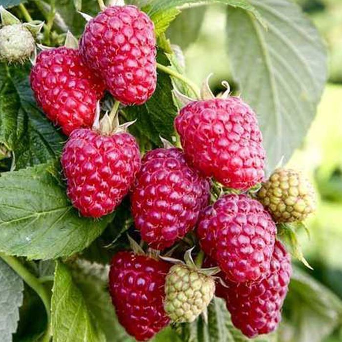 Саджанці малинового дерева ОПТ–Роздріб / Саженцы малинового дерева ОПТ