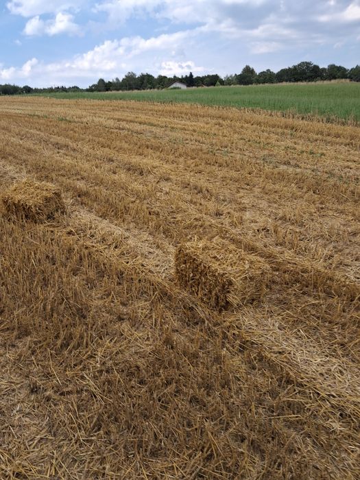 Słoma kostka przeniczna