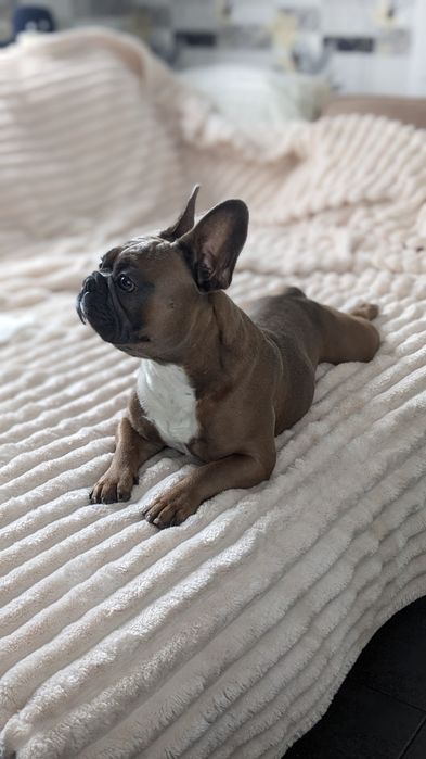 Вязка французький бульдог