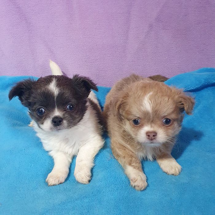 В питомнике чихуахуа новые малыши