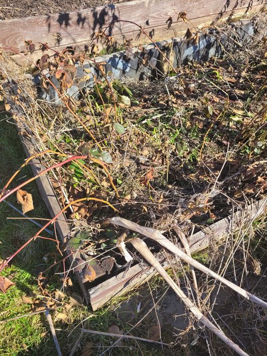 Jeżyna bezkolcowa sadzonki z gruntu