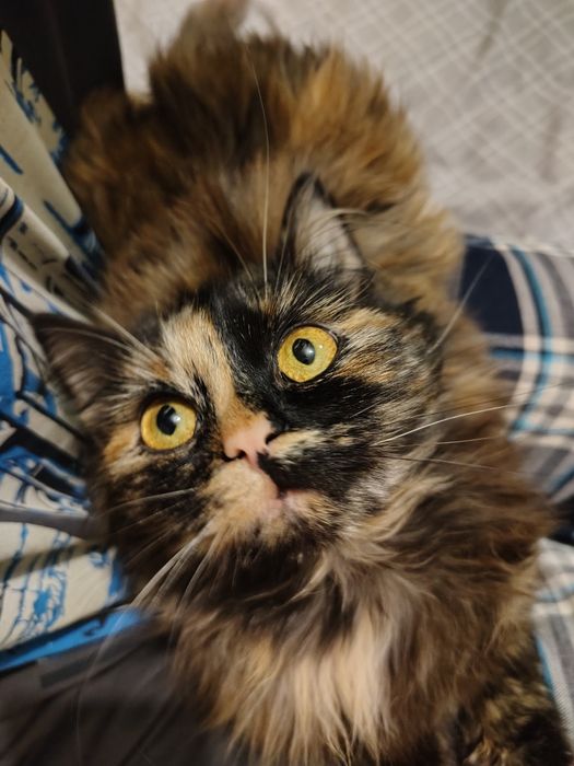 Віддам котика у добрі руки