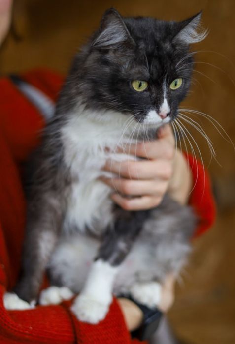 Люсьен, 1,5 года, кошка, кошечка