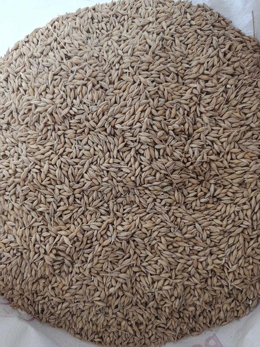 Jęczmień, żyto w workach 25, 30, 40, 50 kg