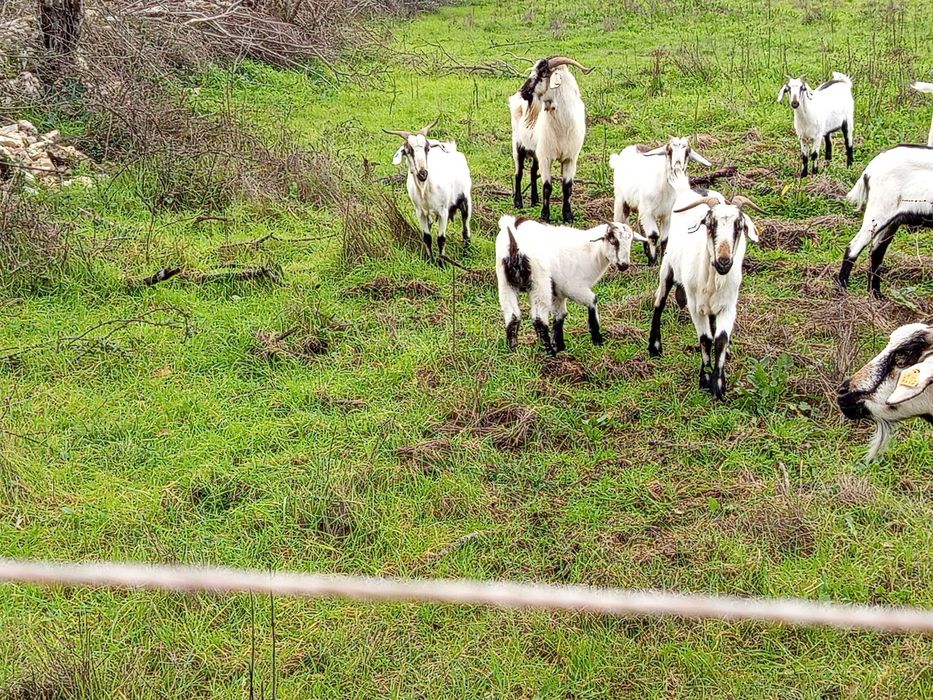 Cabritos raça serpentina
