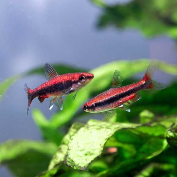 Peixe-Lápis Vermelho