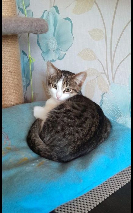 Маленький котёнок мальчик табби ищет дом! котята в хорошие руки!