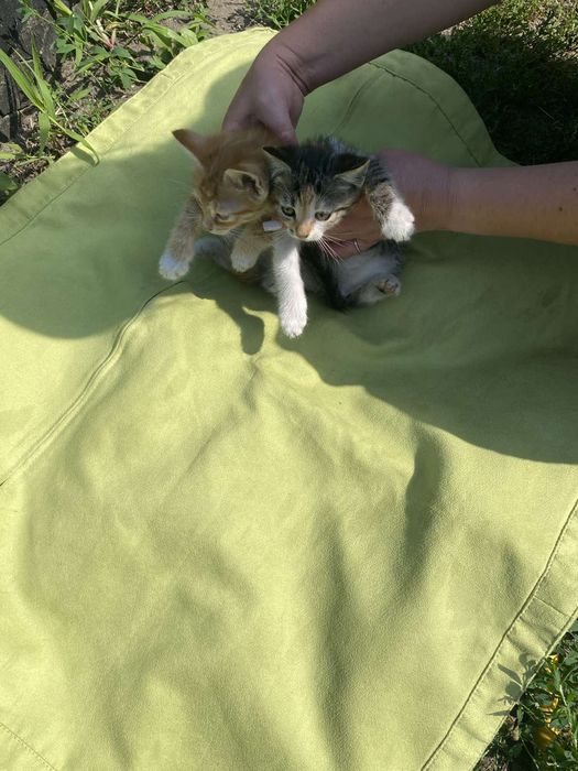 Котята бесплатно