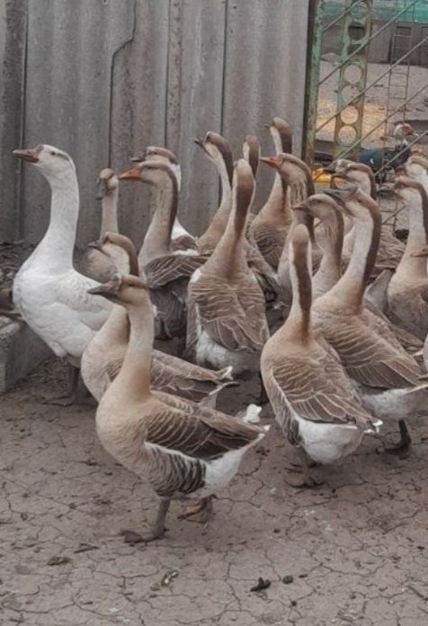 Продам  Домашніх  Гусей  (Тушка)