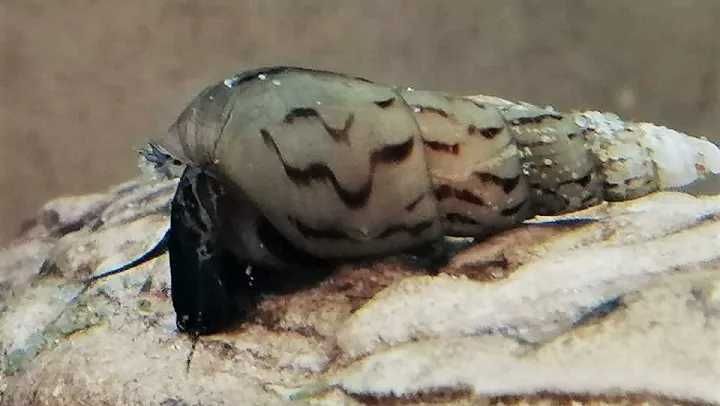 Ślimak świderek czyściciel akwarium