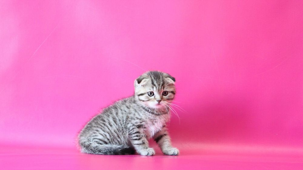 Ласковые чистопородные котята ! Киев,м.Голосеевская