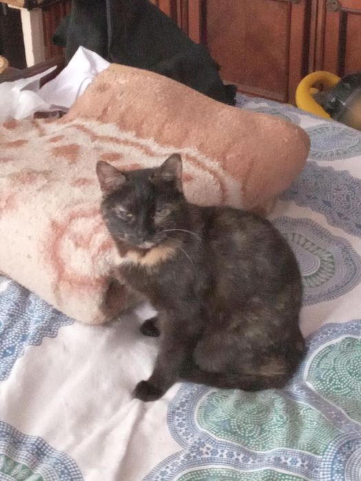 Безкоштовно Котикі дівчатка 4