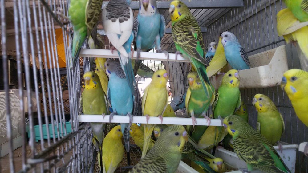 Vendo gaiola ninho e casal de piriquitos