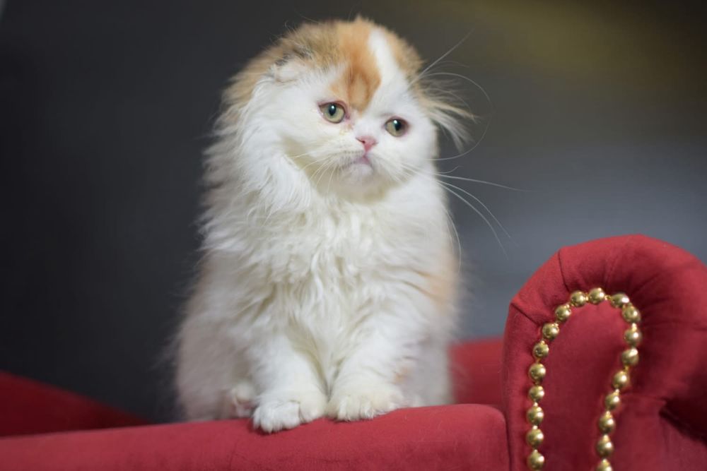 Kot szkocki zwisłouchy WCF