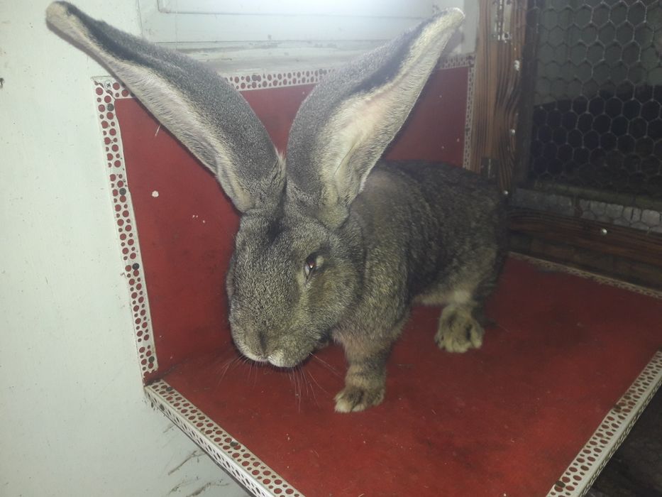 Кролі фландр різен