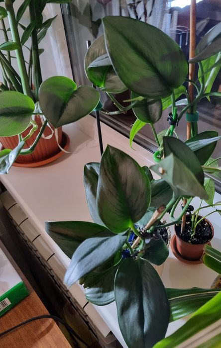 Сциндапсус Піктус требі, Мунлайт, Хеппі Ліф, епіпремнум Лайм, монстера