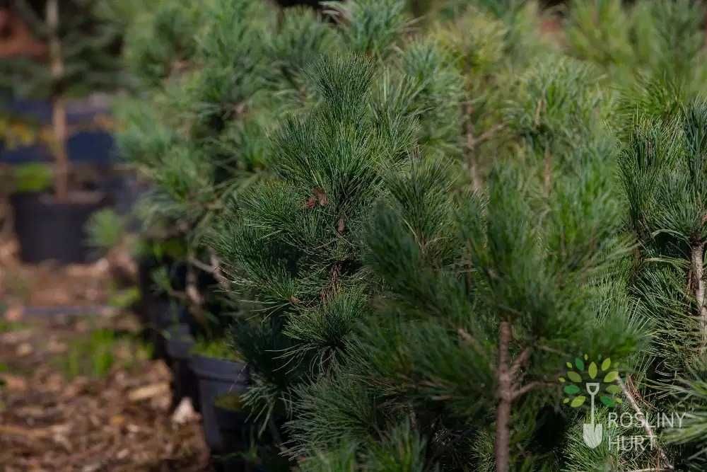Sosna limba (Pinus cembra) wys. 50-70 cm, z gruntu