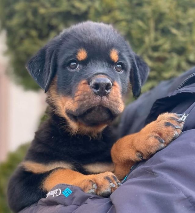 Kennel Iz Vom Haus Honda Fortuna.